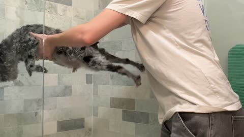 Dog Planks to Avoid Bath