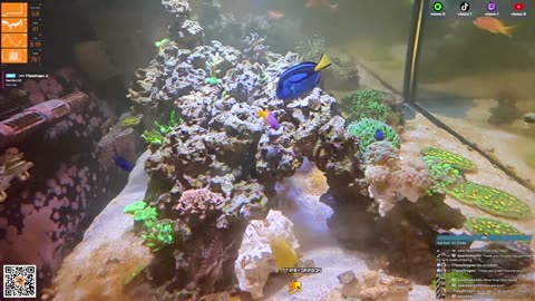 24/7 Real Live Reef Stream