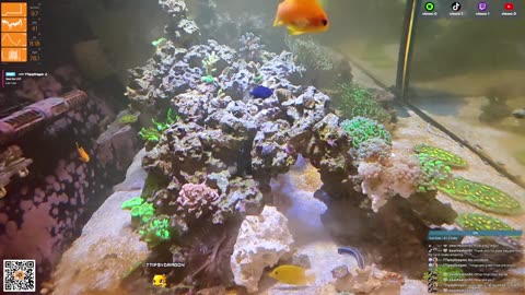 24/7 Real Live Reef Stream