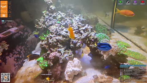 24/7 Real Live Reef Stream