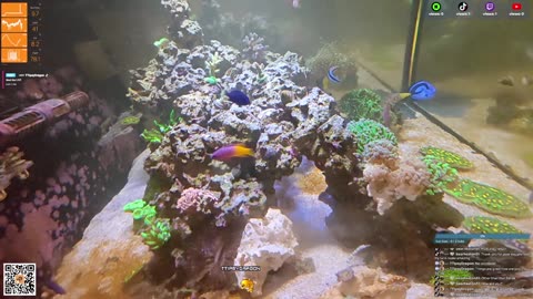 24/7 Real Live Reef Stream