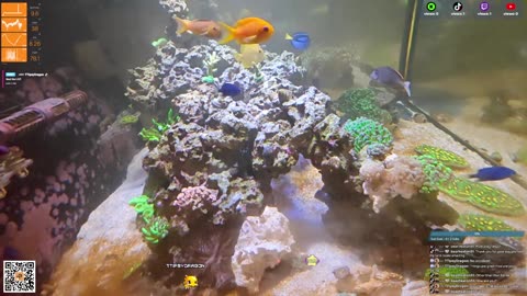 24/7 Real Live Reef Stream