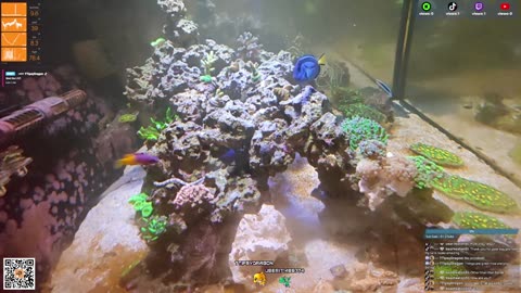 24/7 Real Live Reef Stream