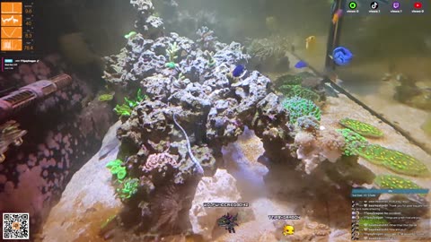 24/7 Real Live Reef Stream