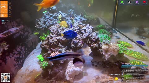 24/7 Real Live Reef Stream