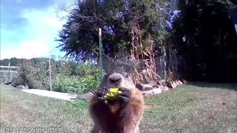 This video makes you happy