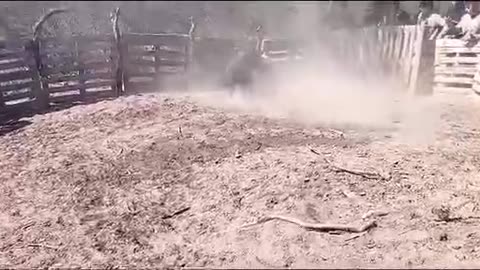 Dogo argentino vs boar