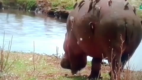 When Hippos Go to WAR 😱💥 | The Most Terrifying Fight in the Wild!