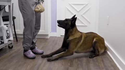 do you think these owners were prepared for a belgian malinois