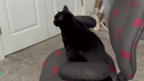 Cute Precious Piper Gets Situated in the Office - Adopting a Cat from a Shelter Vlog