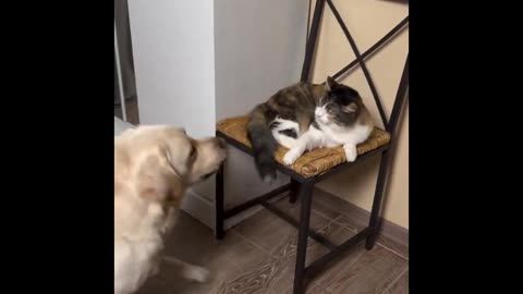 Cat Shenanigans Supreme: Hilarious 2025 Compilation! 🐈😂