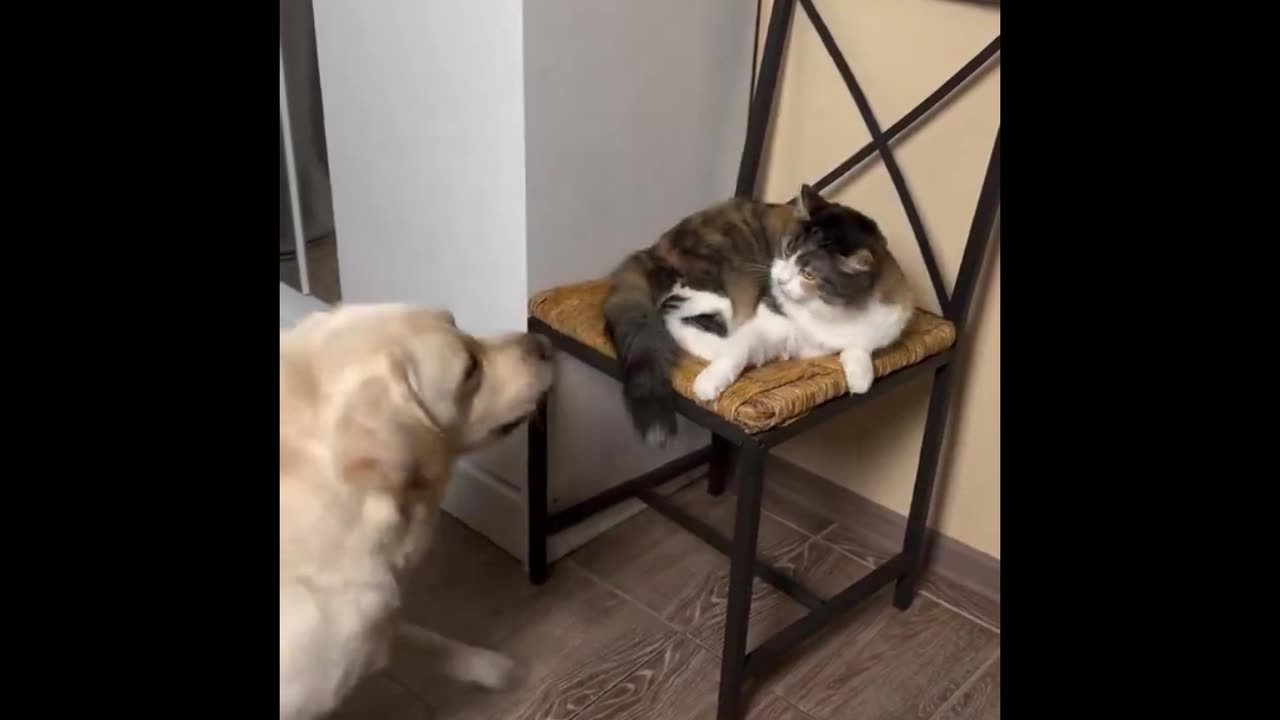 Cat Shenanigans Supreme: Hilarious 2025 Compilation! 🐈😂