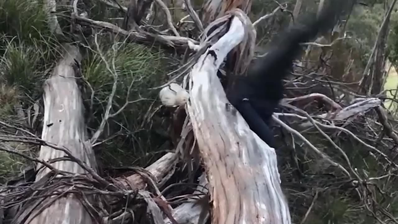 Real life Vs AI. Part 1