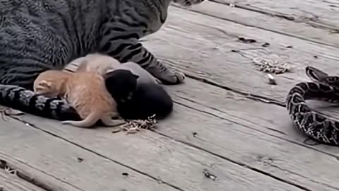 Can Mom Cat save her kittens from Rattlesnake?