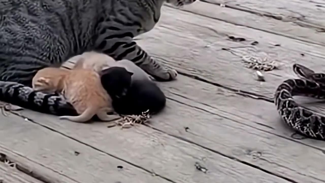 Can Mom Cat save her kittens from Rattlesnake?