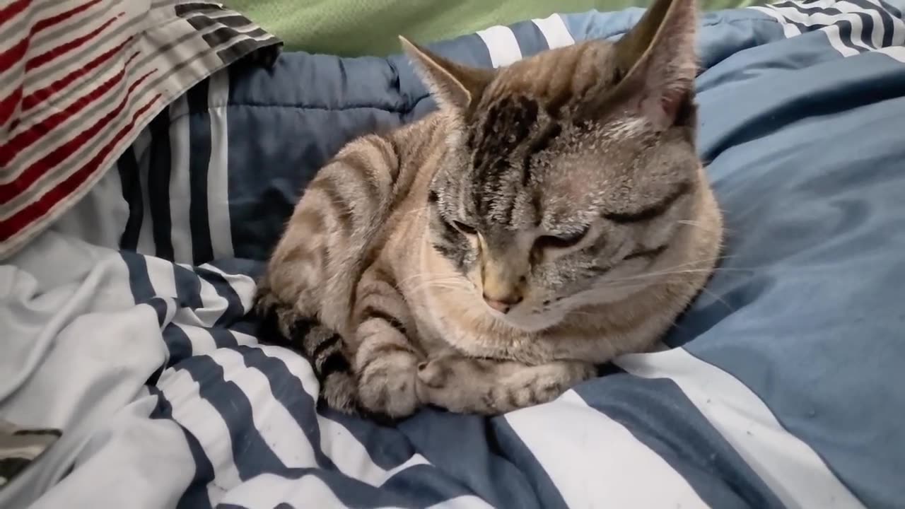 Adorable Cat Drifts Into Sleep Like a Tiny Cloud 😺💤