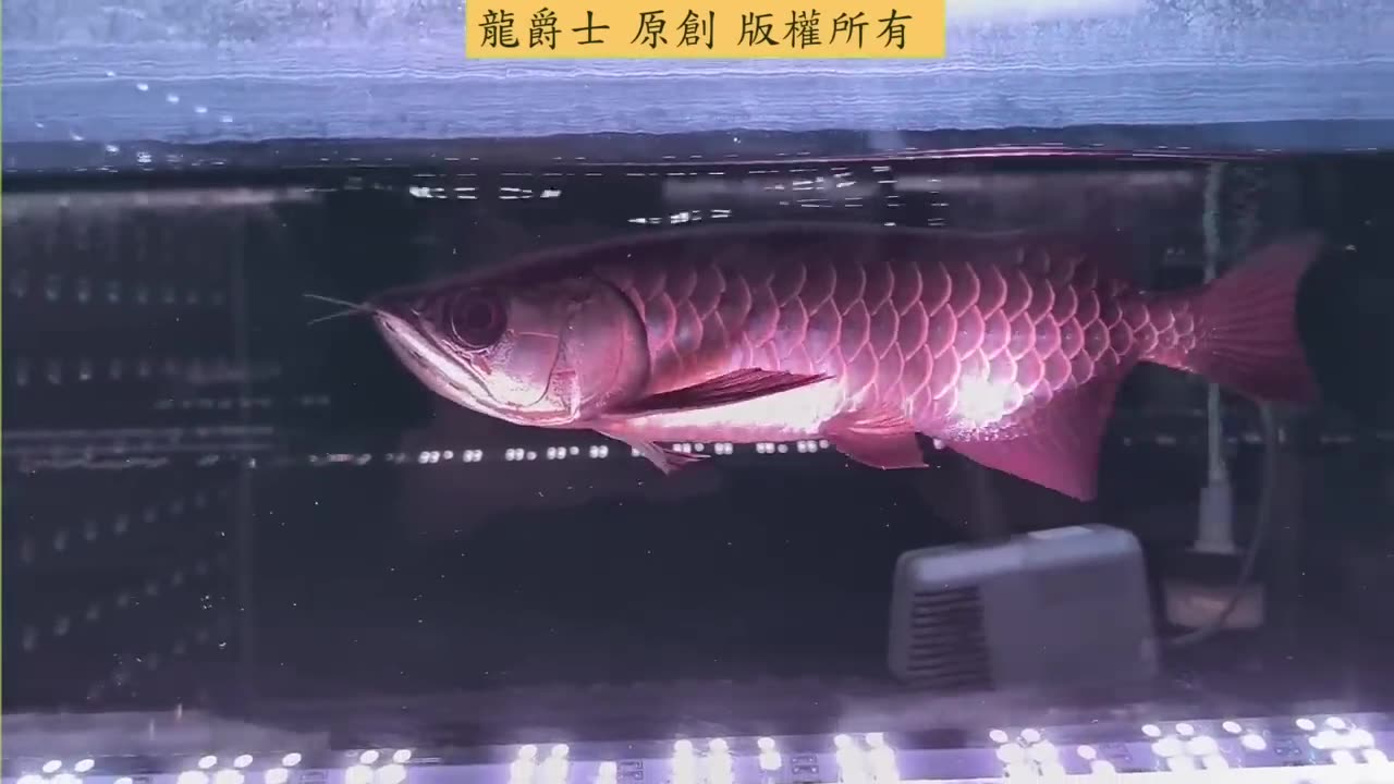 【龍爵士】參觀台中館