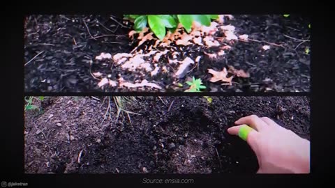 The Roundup Reckoning：How Monsanto Contaminated Our Food Chain