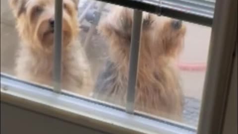 The world's worst burglars #yorkie #funnydogs #burglary