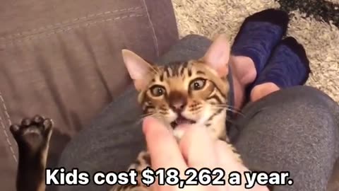 🤯🐱 Simple Cat Math Will Blow Your Mind! | FunFM