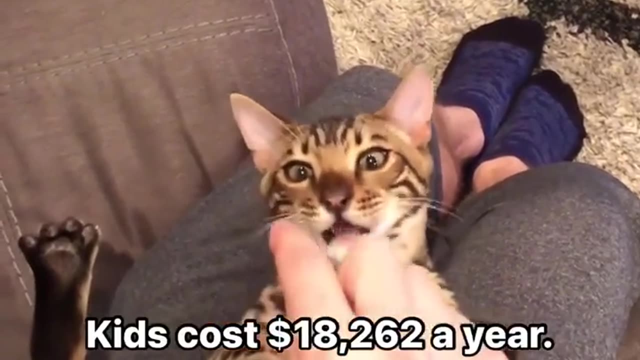 🤯🐱 Simple Cat Math Will Blow Your Mind! | FunFM