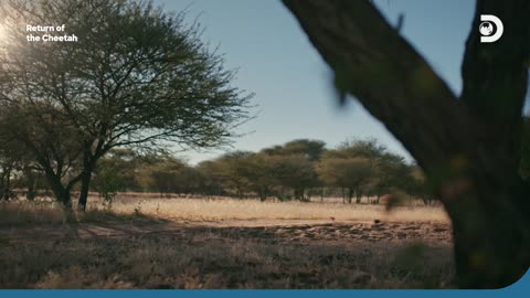 Cheetah Exercise & Diet Return of the Cheetah Discovery Channel Southeast Asia