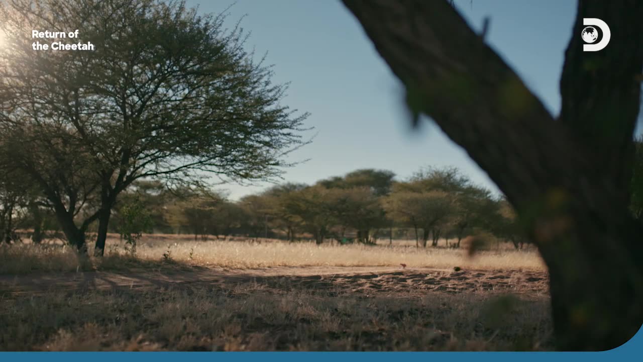 Cheetah Exercise & Diet Return of the Cheetah Discovery Channel Southeast Asia