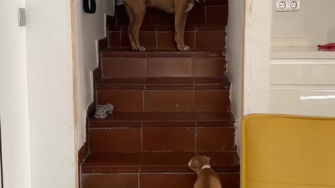 Momma Dog Shows Puppy How to Climb Stairs