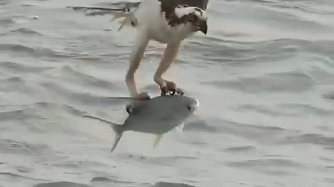 Nature’s Warrior! Eagle Dives Into the Waves for Its Meal🌊🦅
