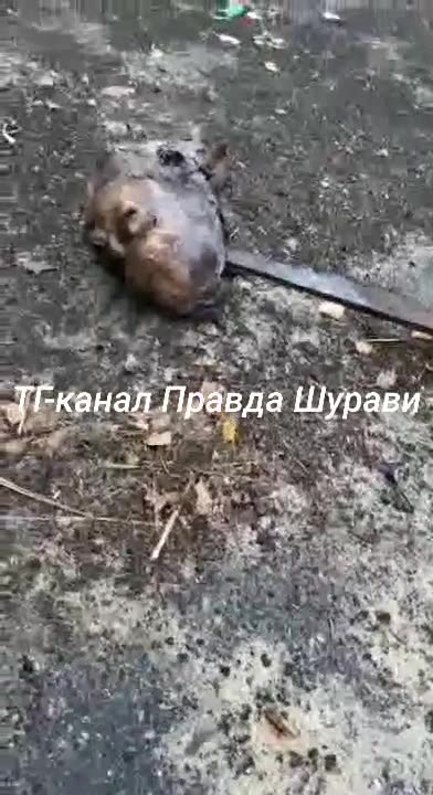 Ukraine war combat footage 7/26/25