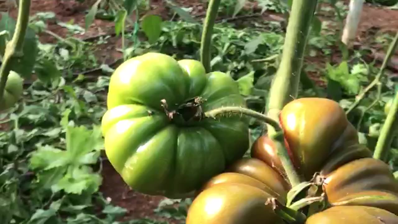 Village tomatoes are attracting attention in the greenhouse