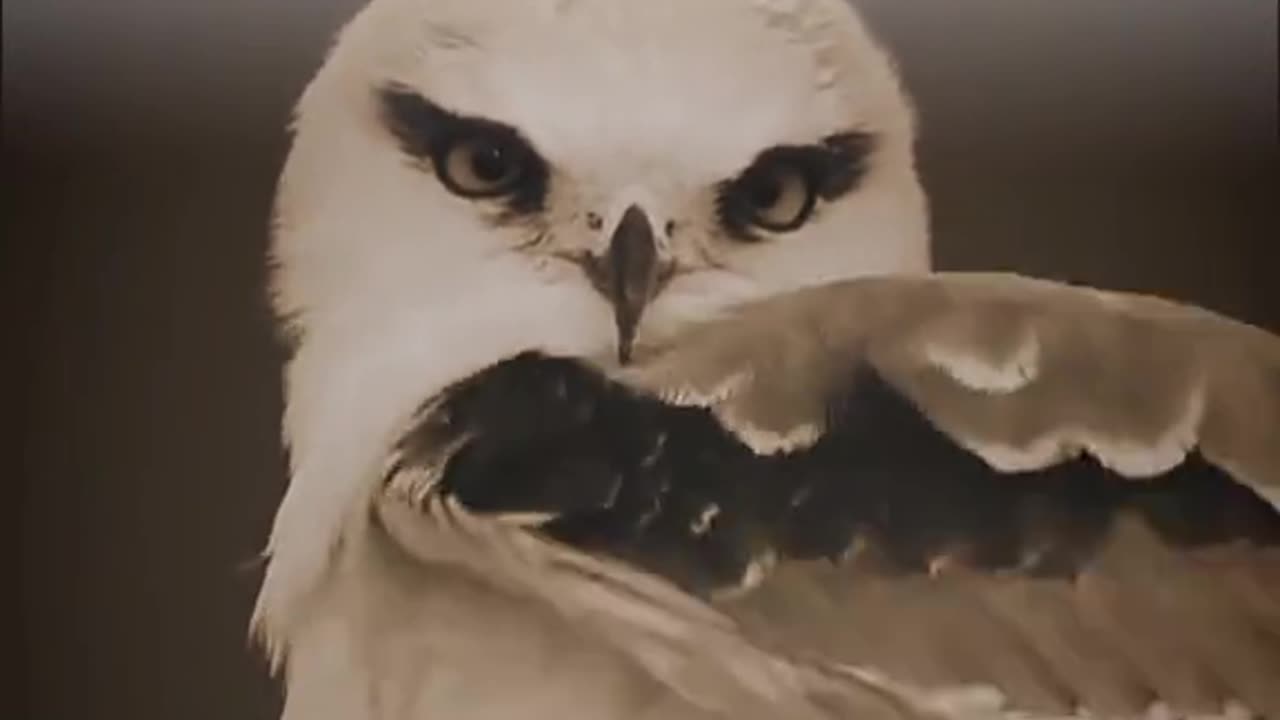 Best Video