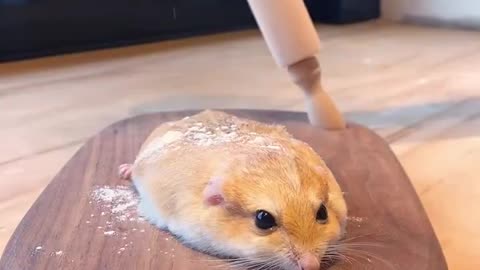 Making Hamster's bread with me 😍