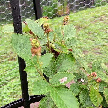 Blackberry bush question?
