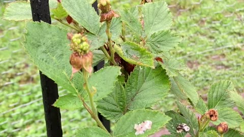 Blackberry bush question?