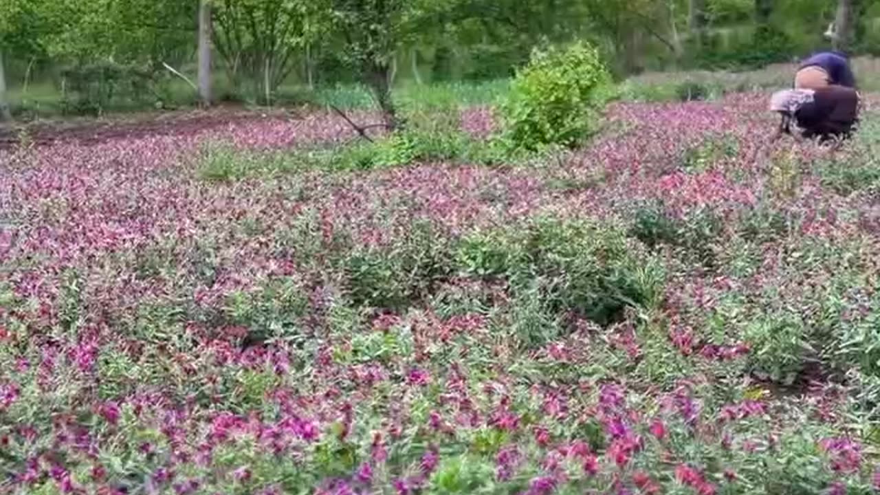The beginning of the Borage harvest