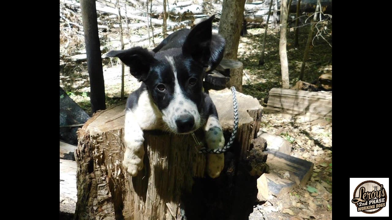 Lil' Pete