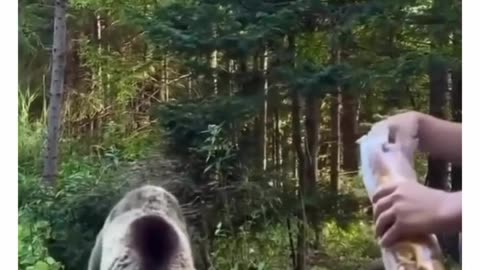 😱 Man Feeding Bear, But Suddenly This Happens! 🐻🍞