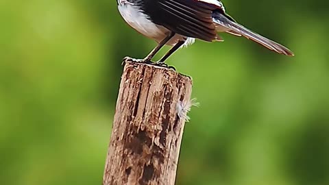 Wildlife_photography_2888