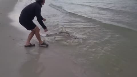 a pesca ho imparato come pescare grossi squali, fishing shark, ma bisogna in compagnia_part28