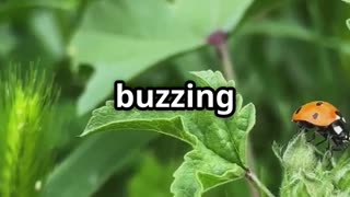 🐞 Ladybugs The Tiny Titans That Devour 5,000 Aphids Each! 🌿🍽️