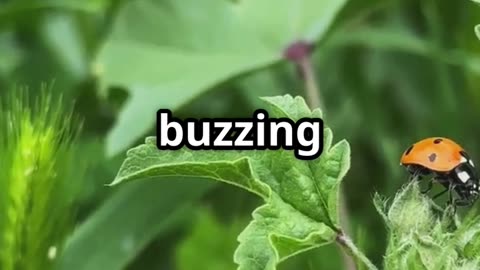 🐞 Ladybugs The Tiny Titans That Devour 5,000 Aphids Each! 🌿🍽️