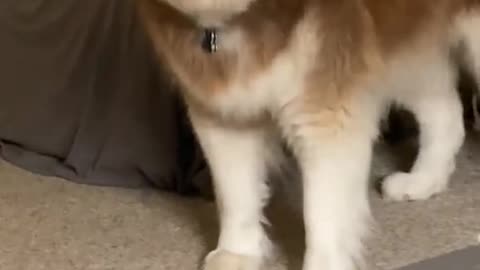 Dramatic Husky 😂 | FUNNY DOG VIDEOS