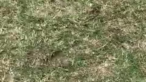 Donkey hasn't seen owner for over 1 week and comes running!!