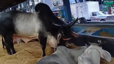Zebu from Brazil a good option for African farmer?
