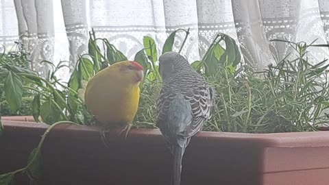It's definitely love!