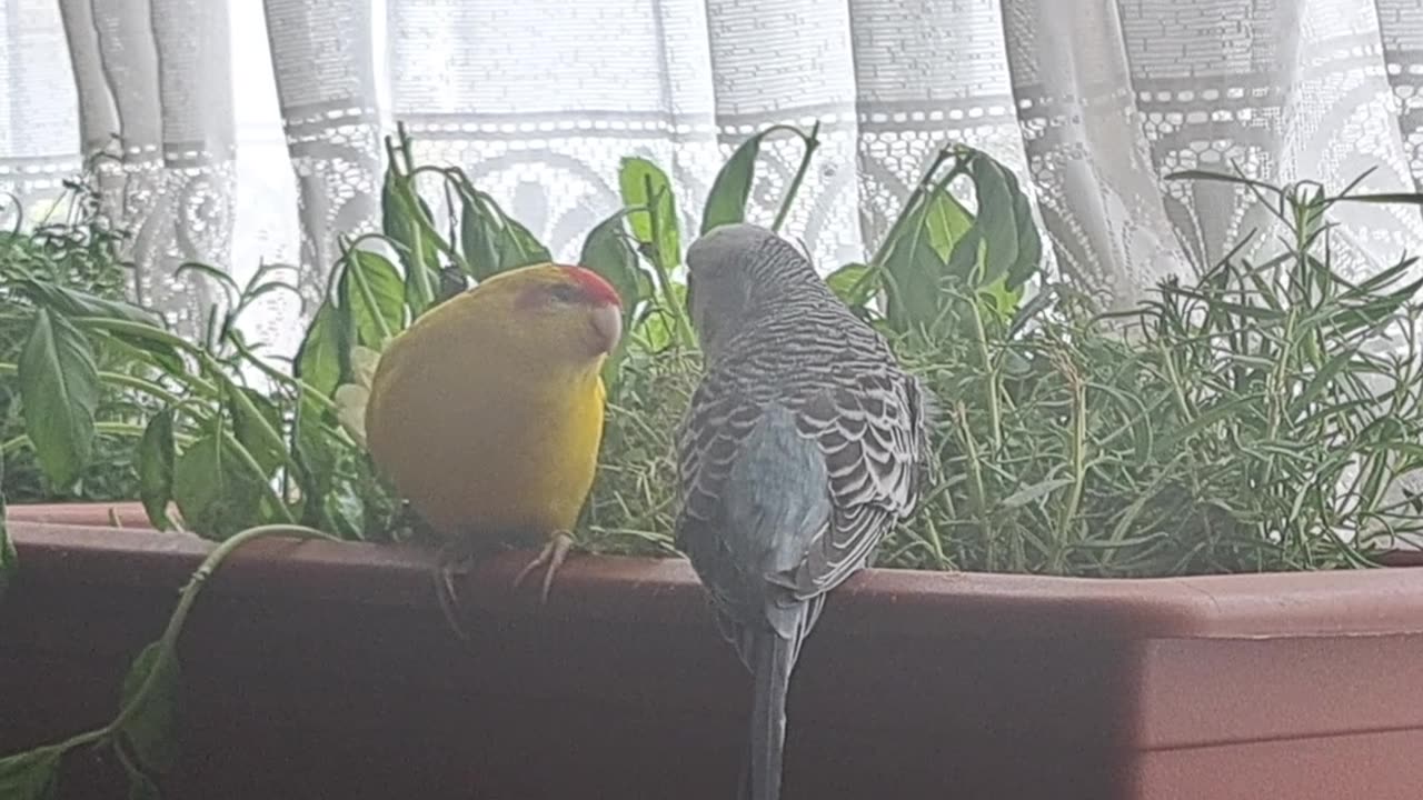 It's definitely love!