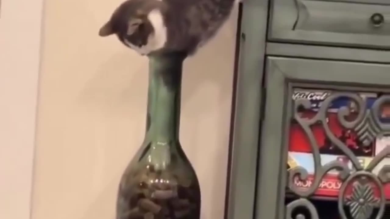 😂😱 This Cat's Realization is Too Cute! | FunFM