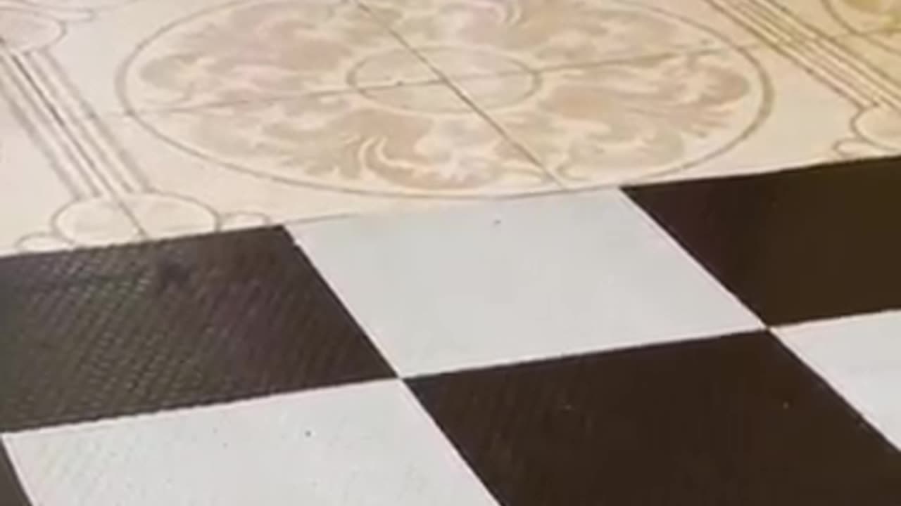 Kitten Has Hilarious Walk!