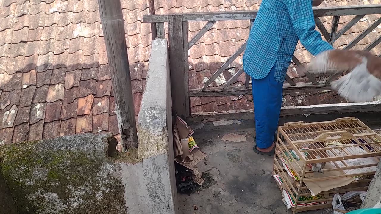 How to Keep Your Pigeons Healthy and Happy